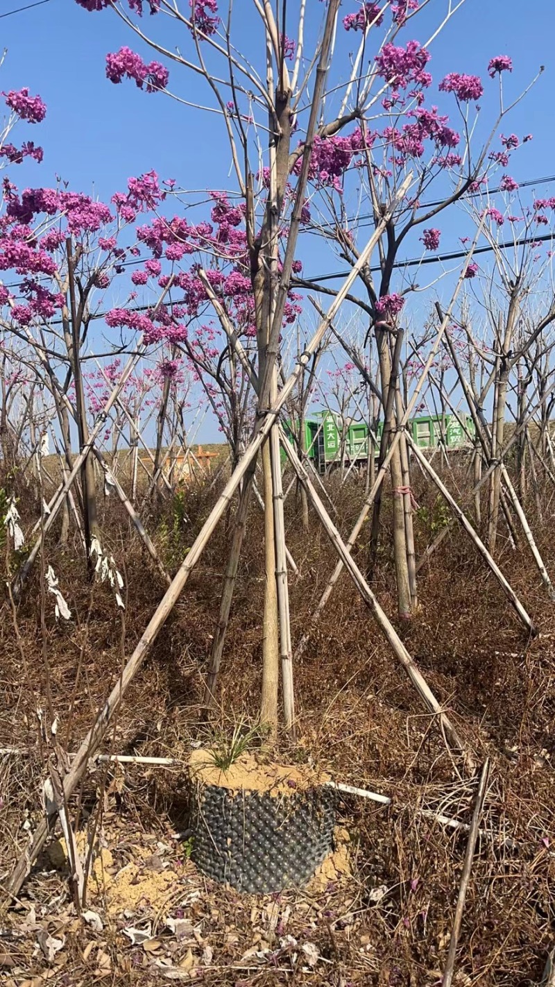 紫花风铃木绿化苗木风铃木绿美广东**量大价格美丽