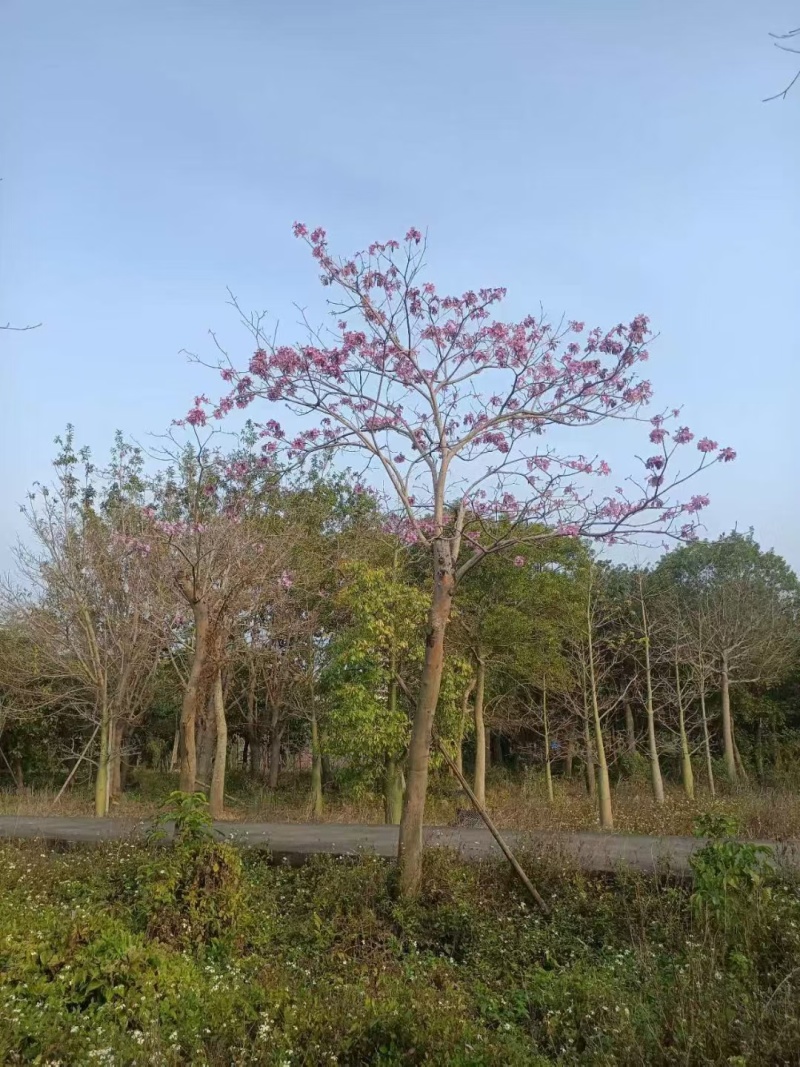 紫花风铃木绿化苗木风铃木绿美广东**量大价格美丽