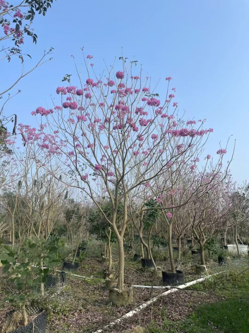 紫花风铃木绿化苗木风铃木绿美广东**量大价格美丽