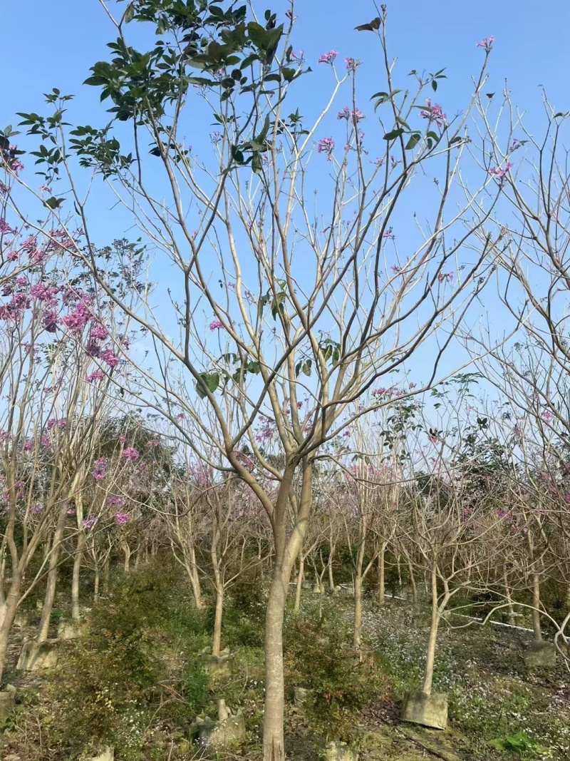 紫花风铃木绿化苗木风铃木绿美广东**量大价格美丽