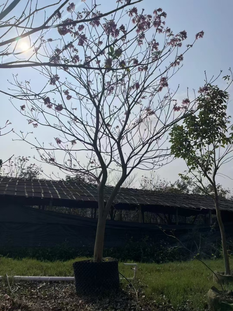 紫花风铃木绿化苗木风铃木绿美广东**量大价格美丽