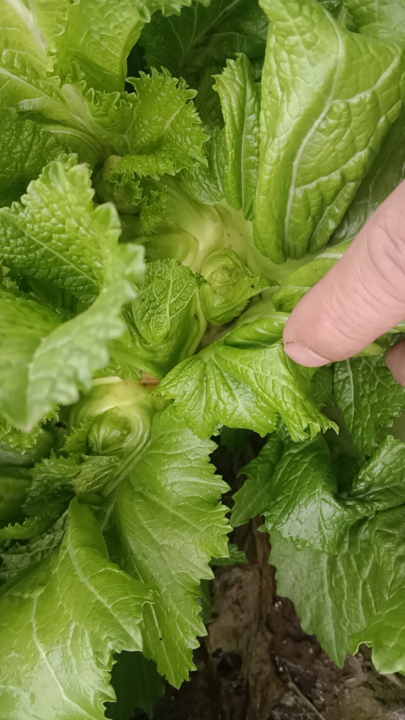 有需要的老板呼我。。货源充足