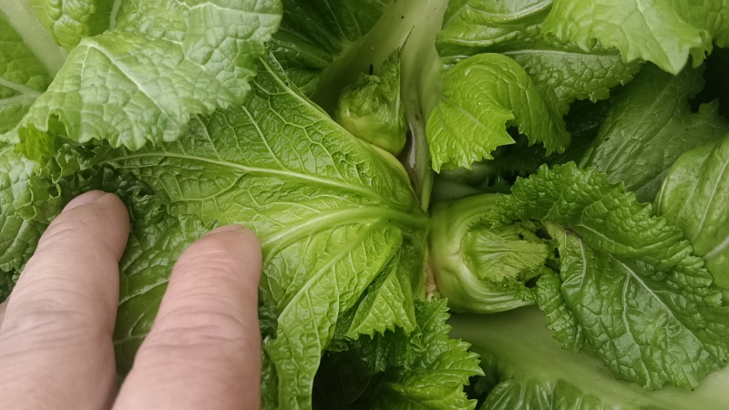 有需要的老板呼我。。货源充足