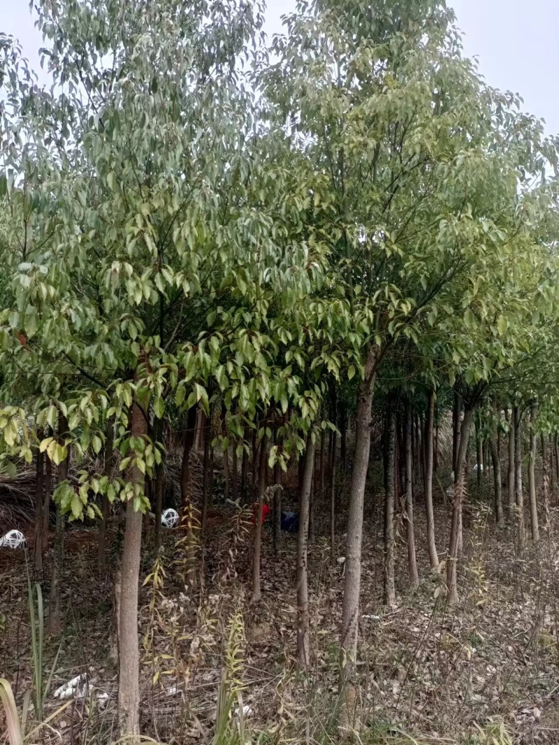 香樟