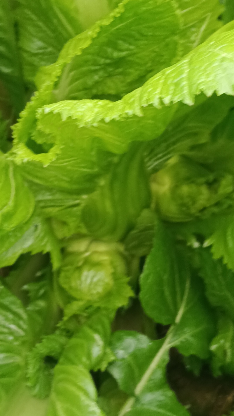有需要的老板呼我。。货源充足