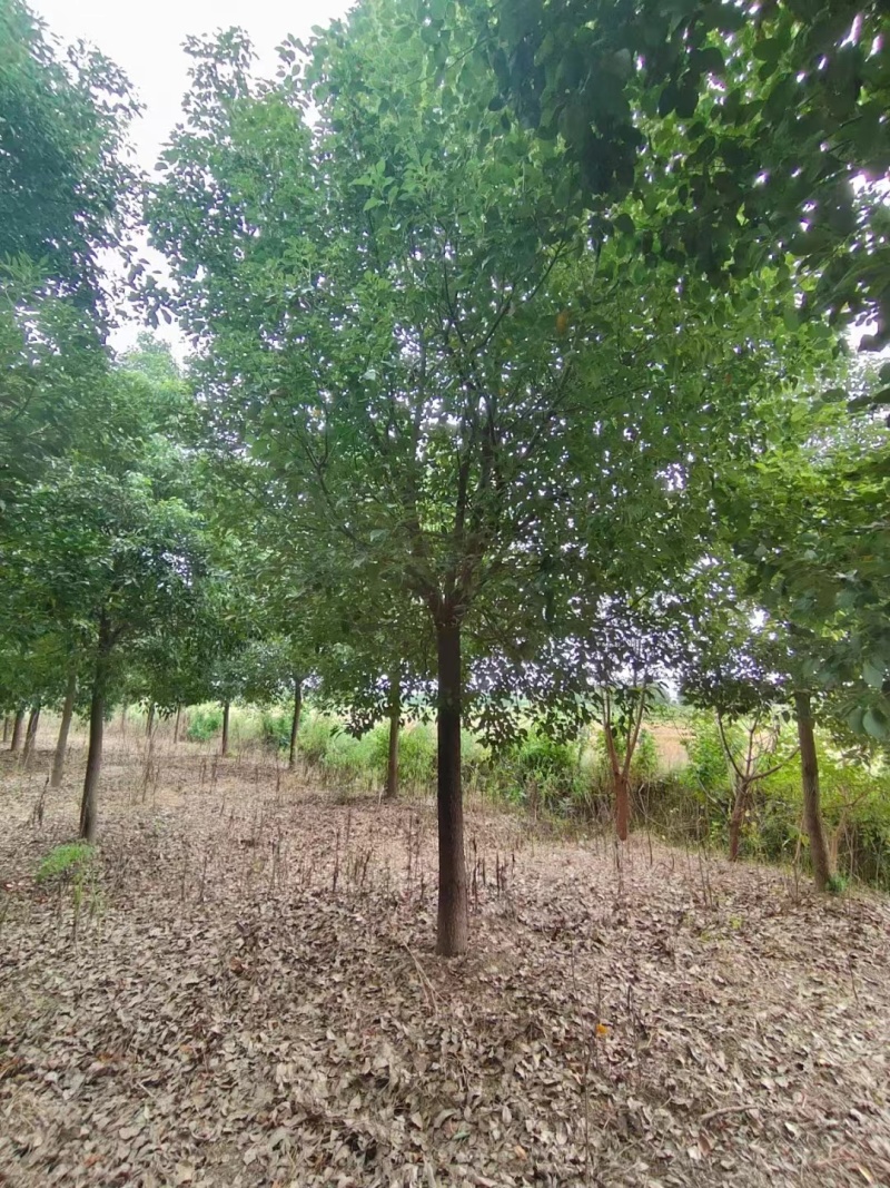 香樟