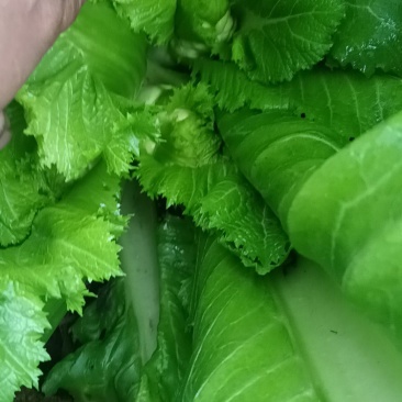 有需要的老板呼我。。货源充足