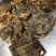 活冻帝王蟹蓝蟹4-6斤/只，肉质鲜，批发零售