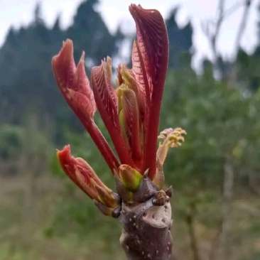 香椿芽