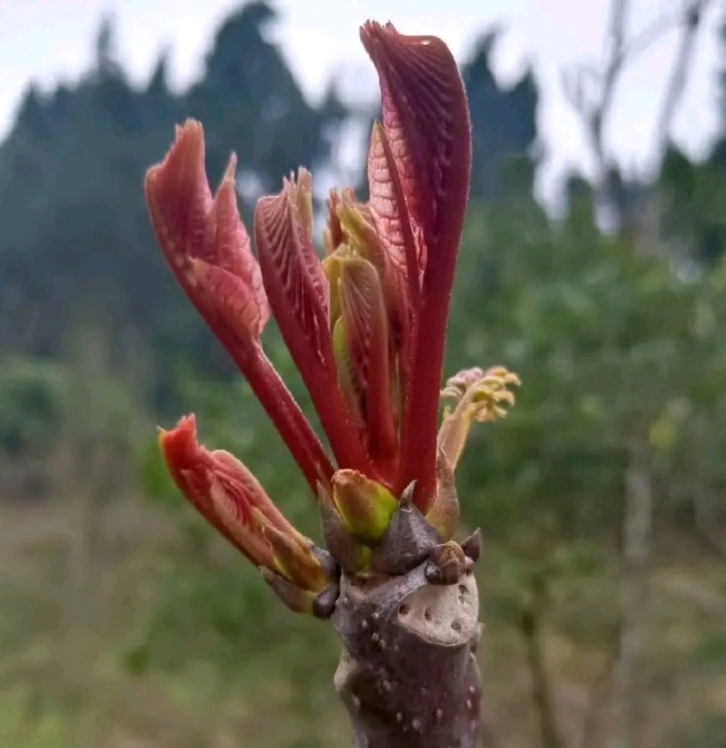 香椿芽