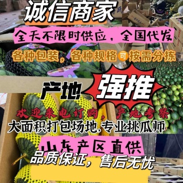 糖丸小西瓜，山东西瓜，小吊瓜，小吊瓜西瓜，小西瓜，