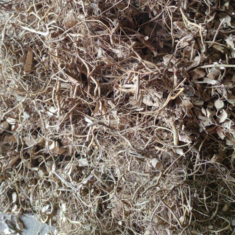 白花牛奶根砍段干货