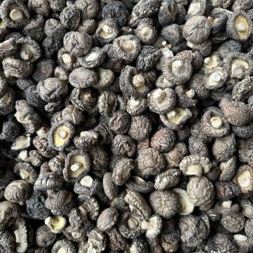 新货干香菇干蘑菇食用菌干货产地直供香菇干2-3厘米批发