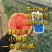 潍坊产地无籽西瓜，无籽小糖丸西瓜，小吊产地滞销，平台助农