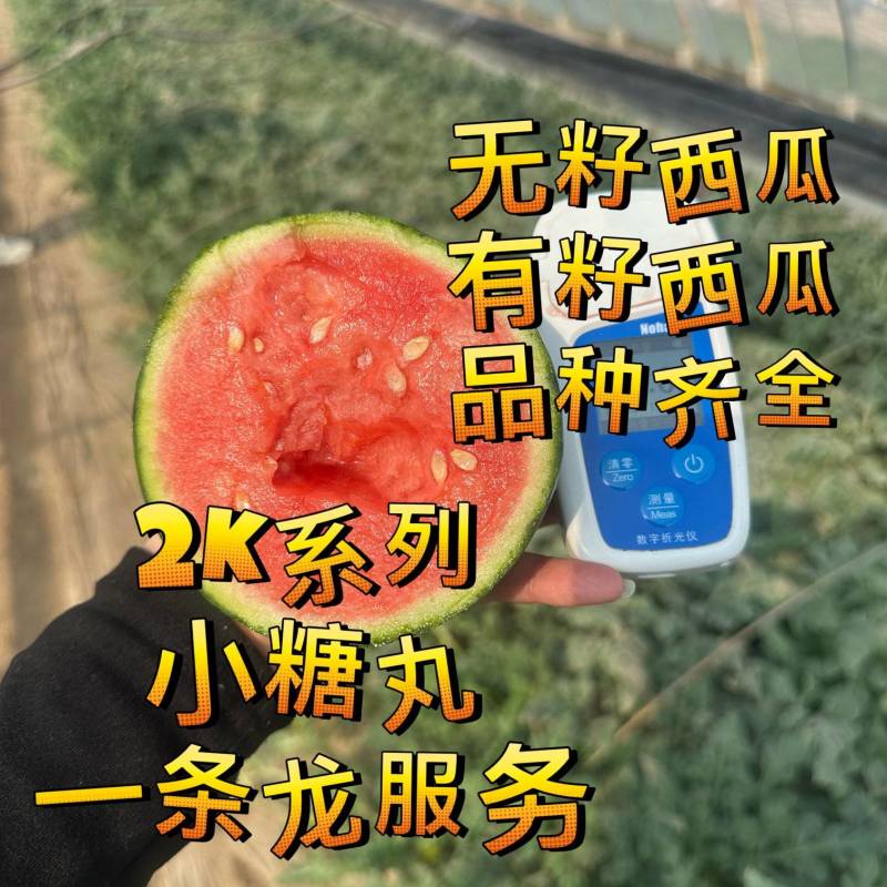 潍坊产地无籽西瓜，无籽小糖丸西瓜，小吊产地滞销，平台助农