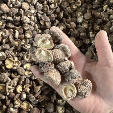 干香菇2-3厘米干货香菇干蘑菇量大从优欢迎订购
