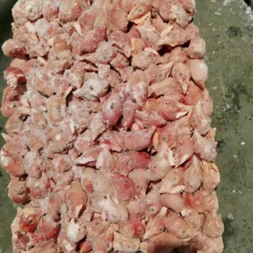 鸡头，肉食鸡头，价格美丽欢迎咨询来电优