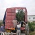 5-6公分的纽荷尔脐橙，橙子树大量供应，保证质量