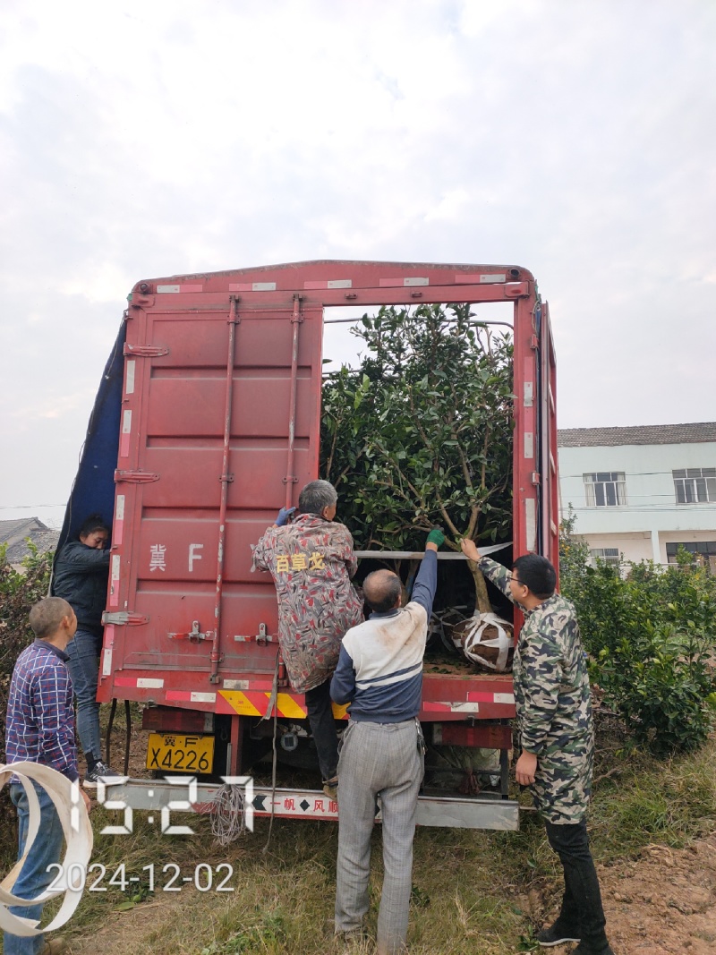 5-6公分的纽荷尔脐橙，橙子树大量供应，保证质量