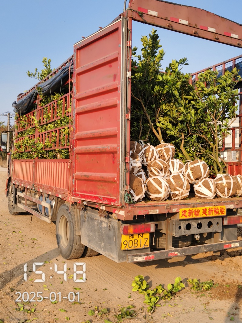 5-6公分的纽荷尔脐橙，橙子树大量供应，保证质量