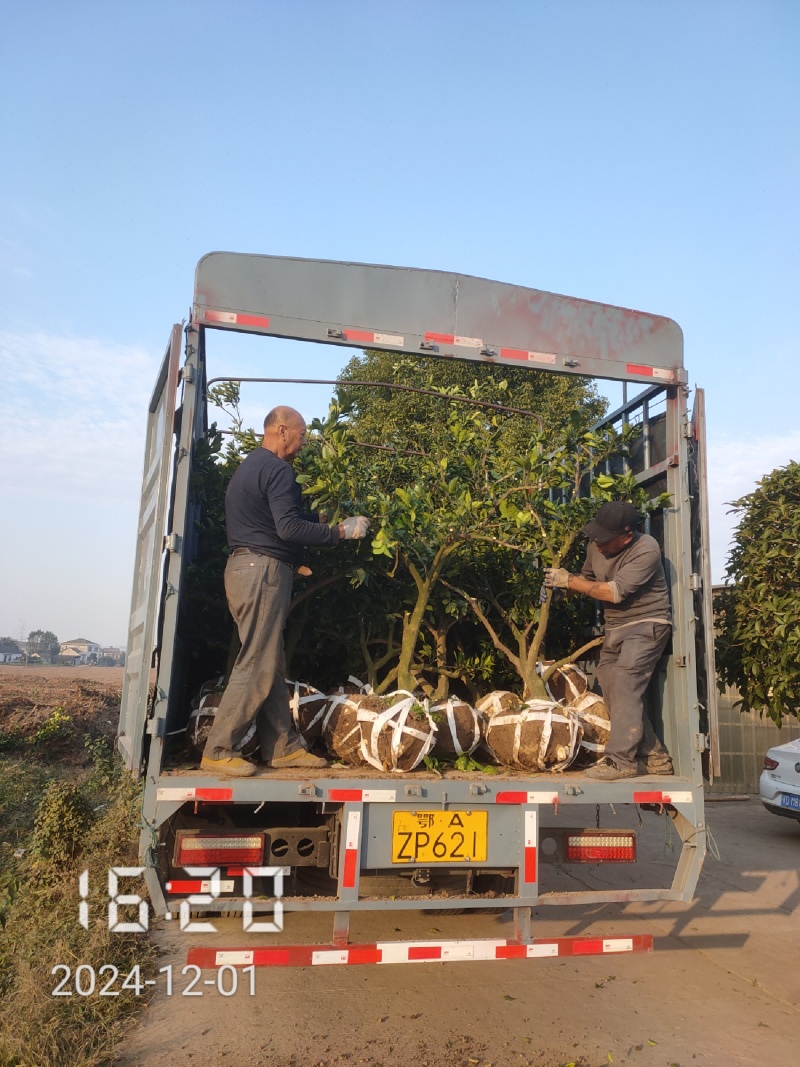 5-6公分的纽荷尔脐橙，橙子树大量供应，保证质量