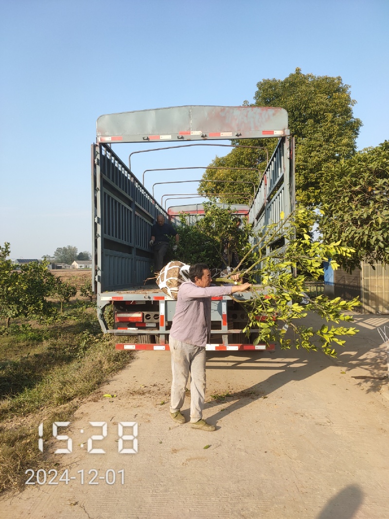 5-6公分的纽荷尔脐橙，橙子树大量供应，保证质量