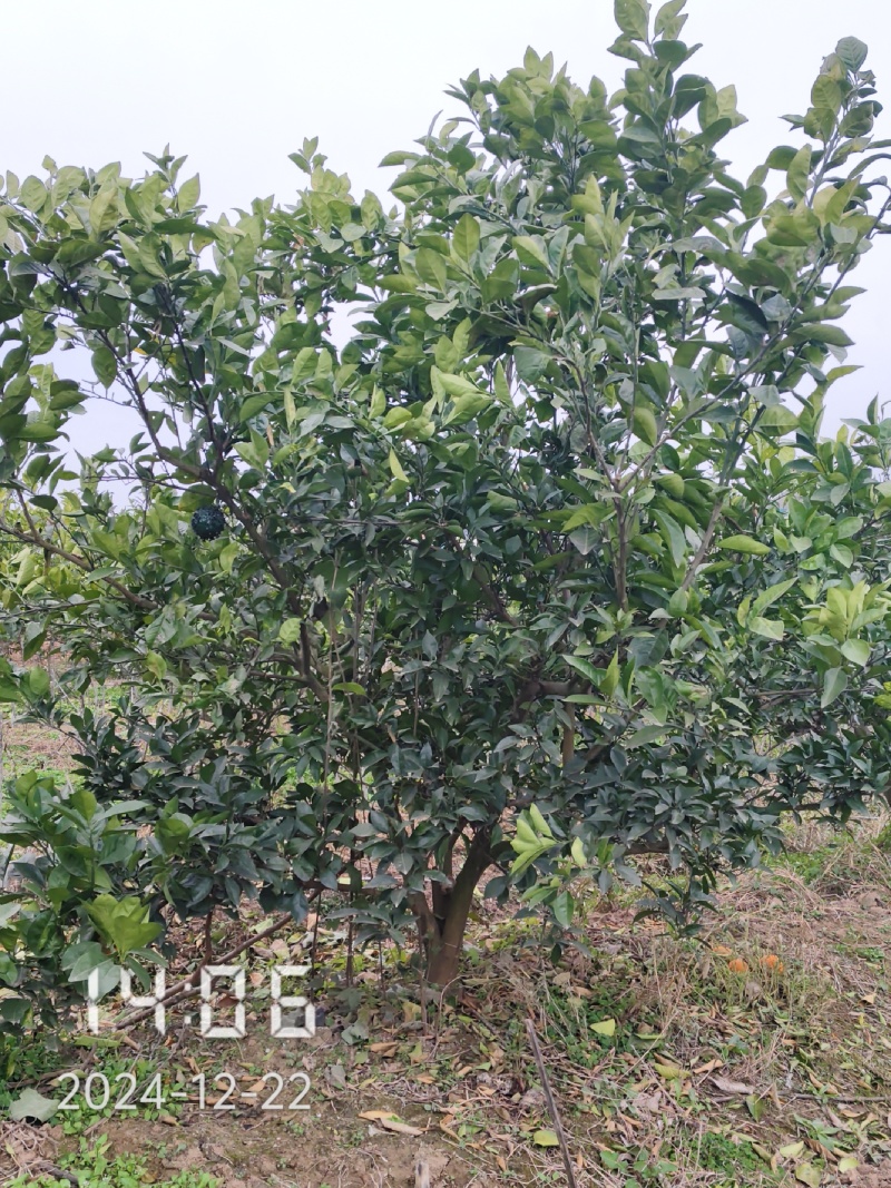5-6公分的纽荷尔脐橙，橙子树大量供应，保证质量