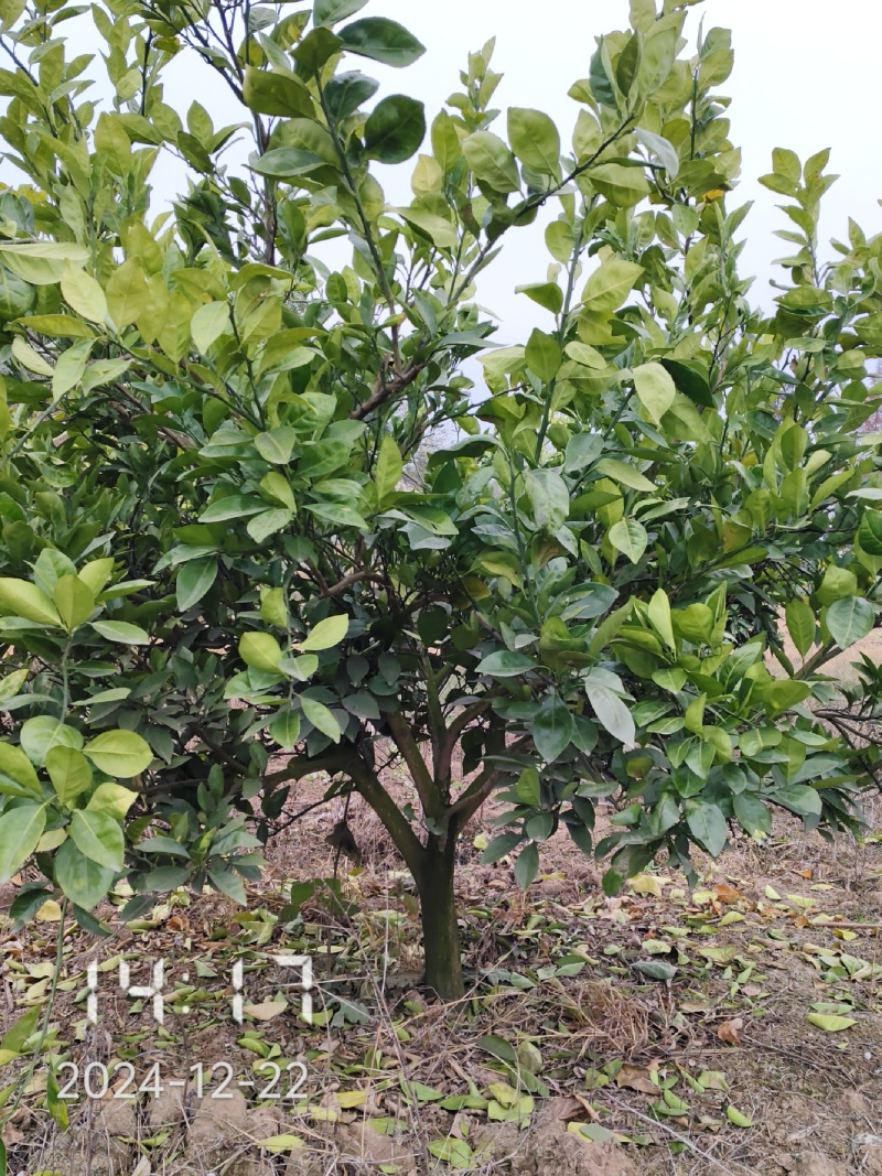 5-6公分的纽荷尔脐橙，橙子树大量供应，保证质量