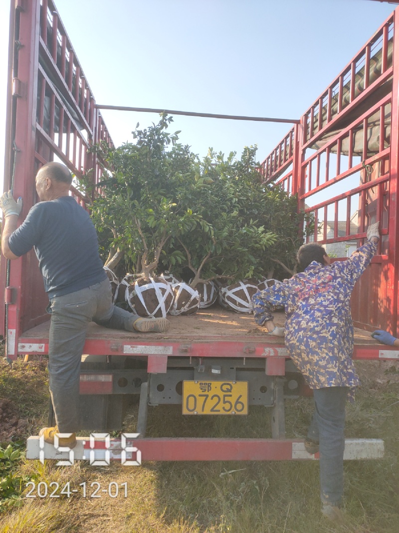 5-6公分的纽荷尔脐橙，橙子树大量供应，保证质量