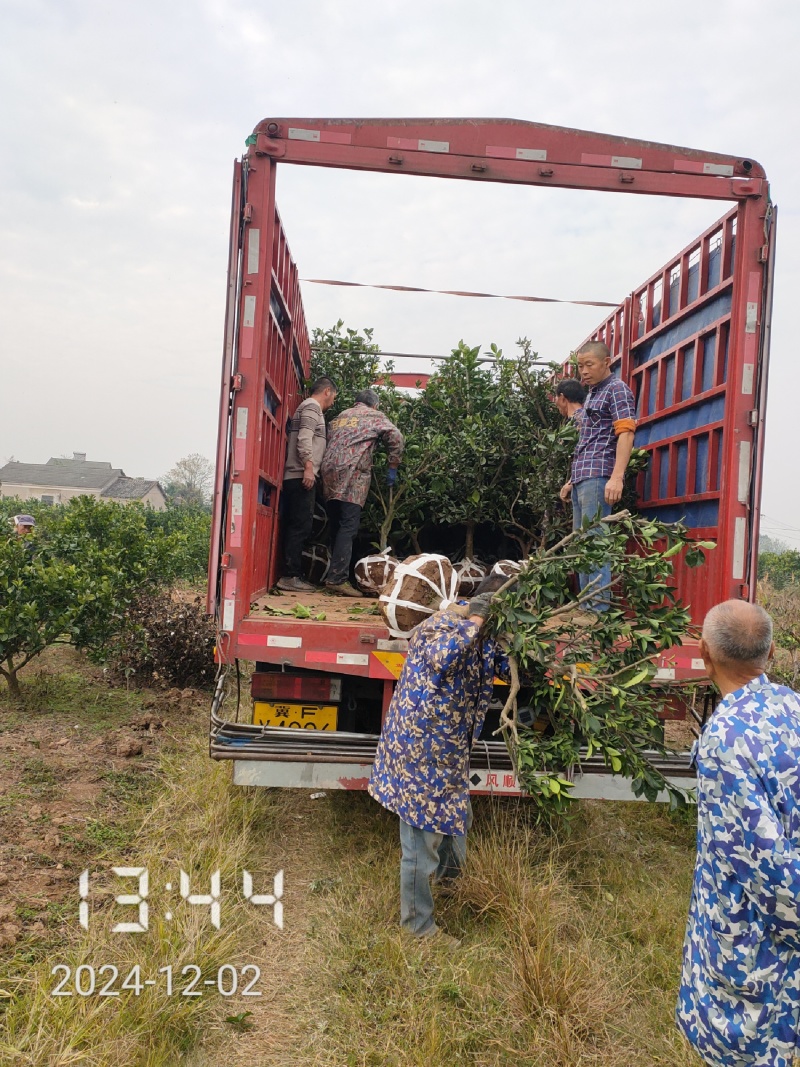 5-6公分的纽荷尔脐橙，橙子树大量供应，保证质量