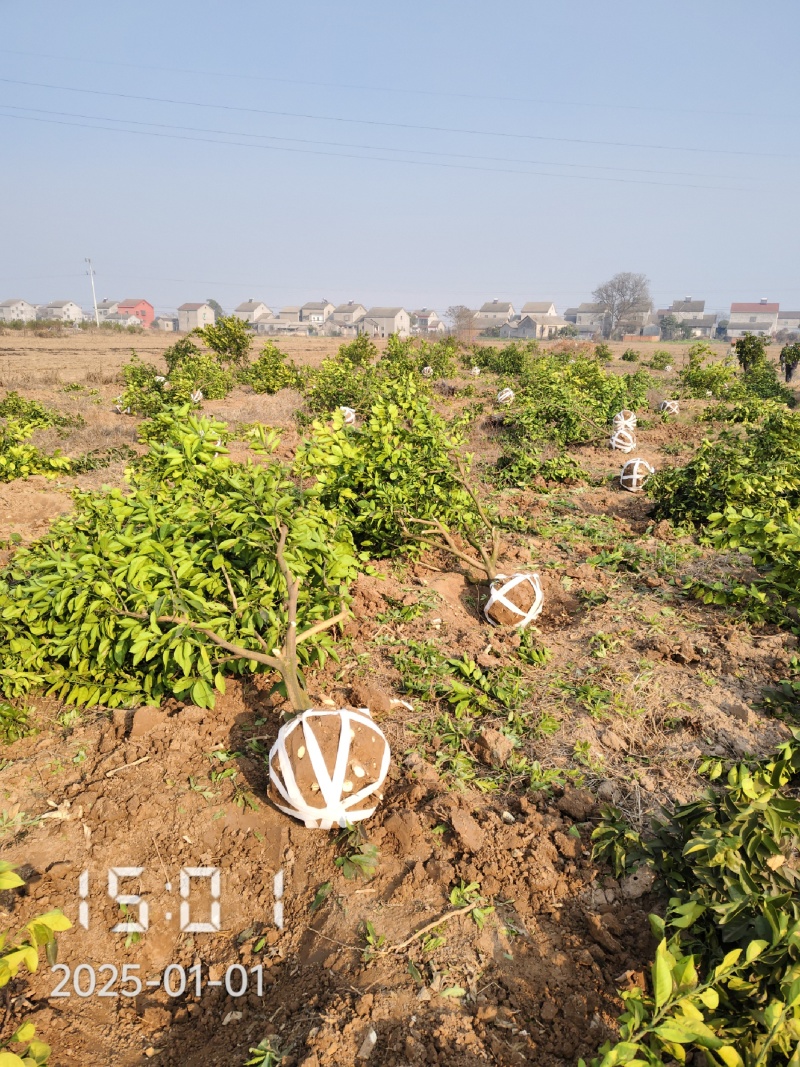 5-6公分的纽荷尔脐橙，橙子树大量供应，保证质量