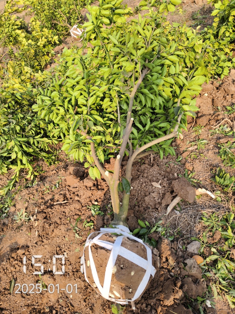 5-6公分的纽荷尔脐橙，橙子树大量供应，保证质量