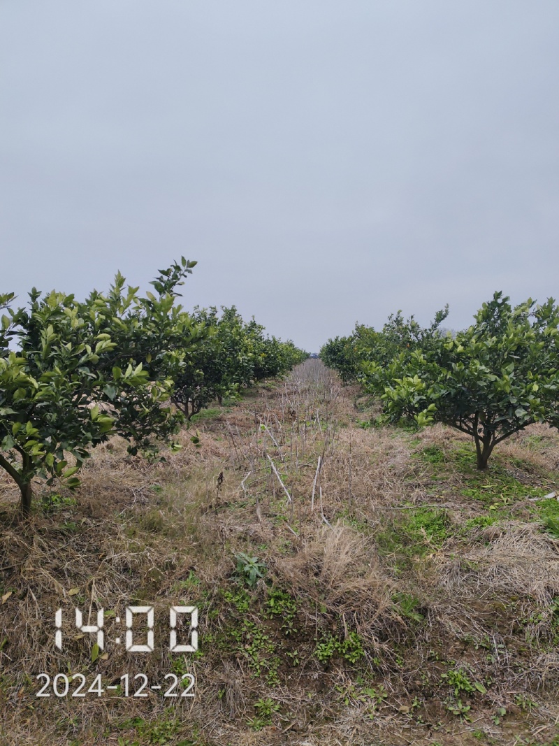 5-6公分的纽荷尔脐橙，橙子树大量供应，保证质量