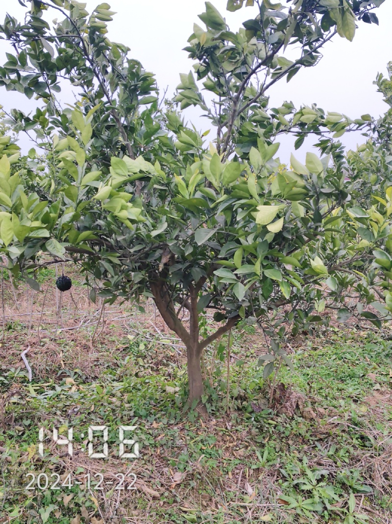 5-6公分的纽荷尔脐橙，橙子树大量供应，保证质量