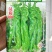 辣椒种子汉旋888//武汉/洪山区直供/可零售批发