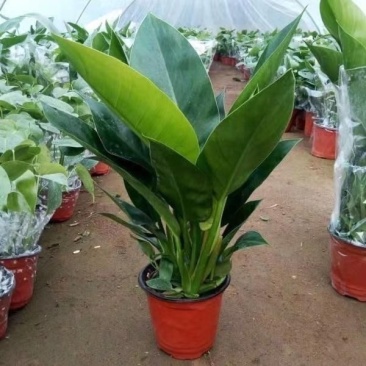 天堂鸟盆栽室内客厅大型绿植办公室大叶植物花卉鹤望兰去甲醛