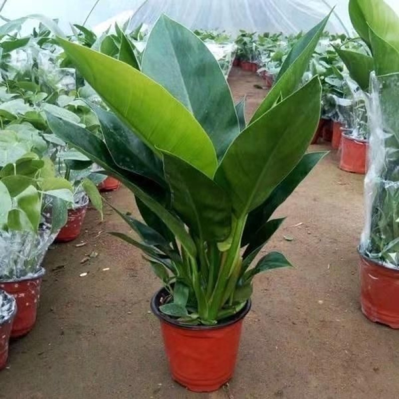 天堂鸟盆栽室内客厅大型绿植办公室大叶植物花卉鹤望兰去甲醛