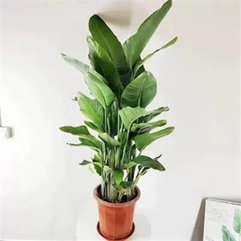天堂鸟盆栽室内客厅大型绿植办公室大叶植物花卉鹤望兰去甲醛