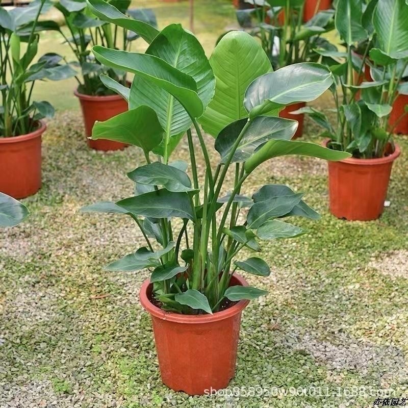 天堂鸟盆栽室内客厅大型绿植办公室大叶植物花卉鹤望兰去甲醛