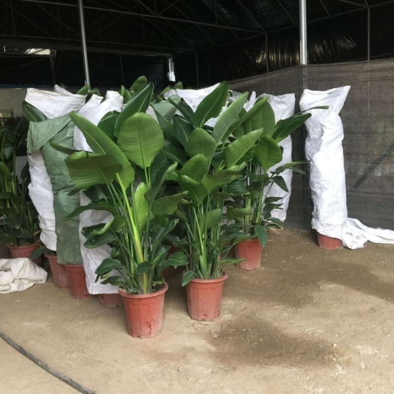天堂鸟盆栽室内客厅大型绿植办公室大叶植物花卉鹤望兰去甲醛