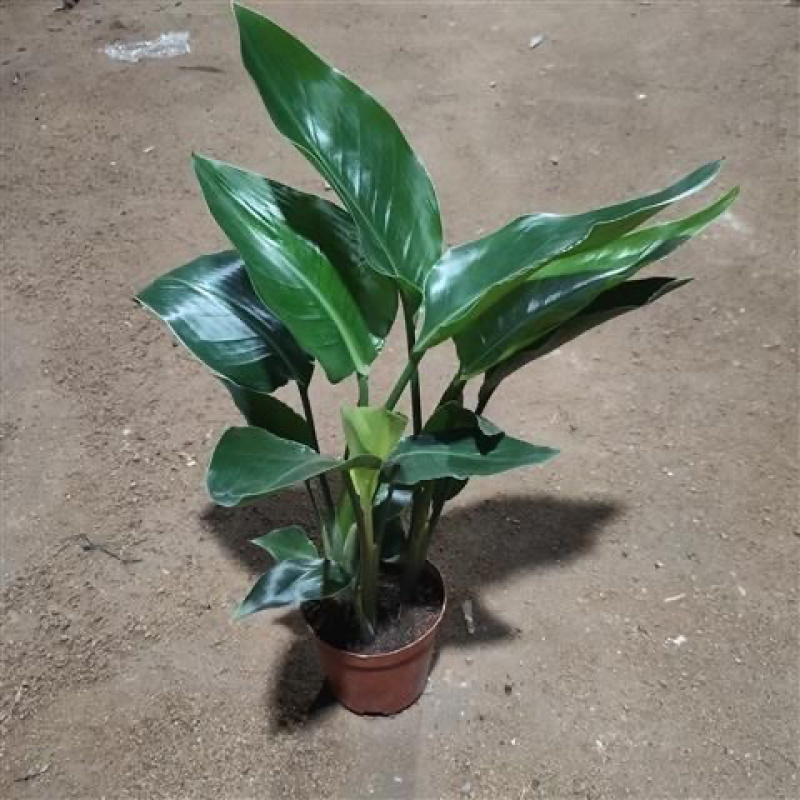 天堂鸟盆栽室内客厅大型绿植办公室大叶植物花卉鹤望兰去甲醛