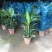 天堂鸟盆栽室内客厅大型绿植办公室大叶植物花卉鹤望兰去甲醛