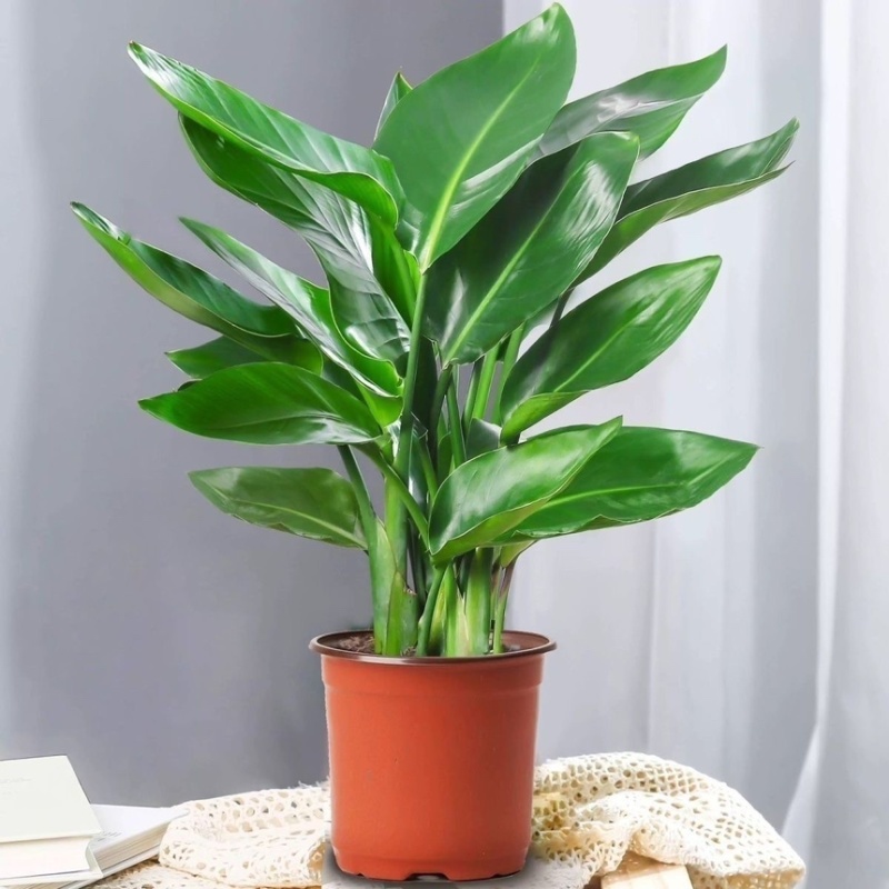 天堂鸟盆栽室内客厅大型绿植办公室大叶植物花卉鹤望兰去甲醛