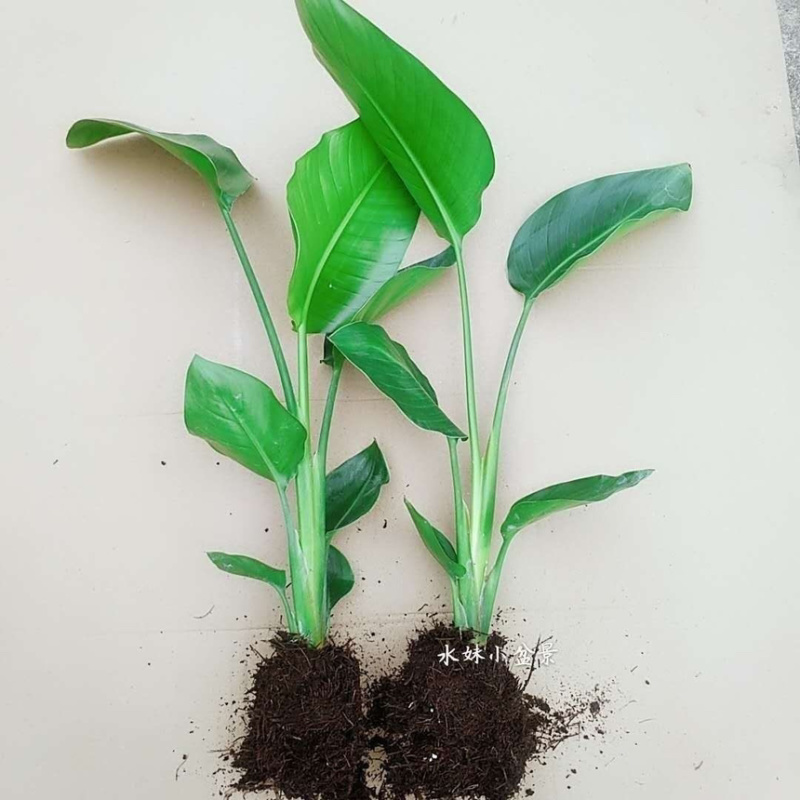 天堂鸟盆栽室内客厅大型绿植办公室大叶植物花卉鹤望兰去甲醛