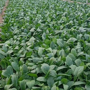 大叶菠菜