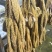 羊毛肚大量现货量大从优欢迎电话联系整个羊肚新鲜