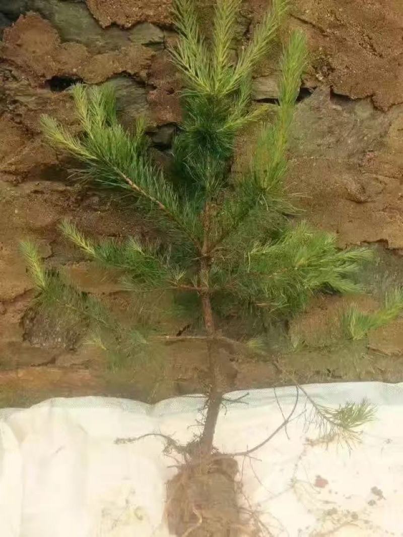 油松苗油松21杯苗，苗圃直发，规格齐全，品质保证，量大