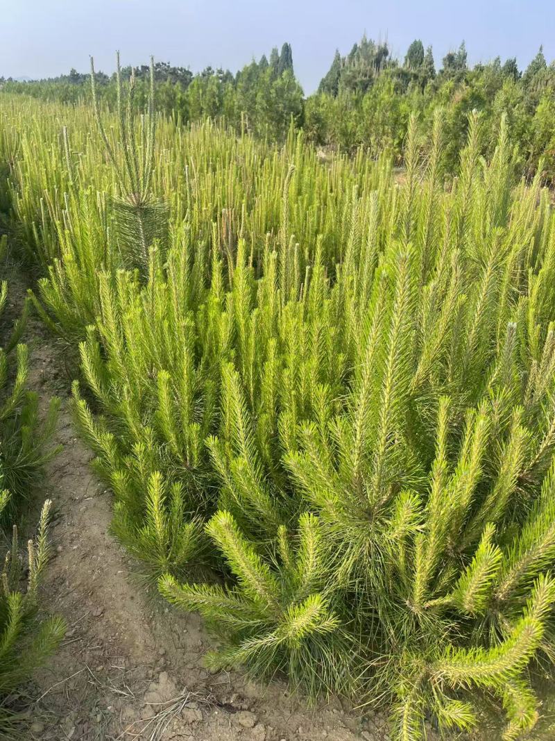 油松苗油松21杯苗，苗圃直发，规格齐全，品质保证，量大