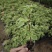 塔紫红樱绿樱三角梅小苗品种齐全福建基地批发
