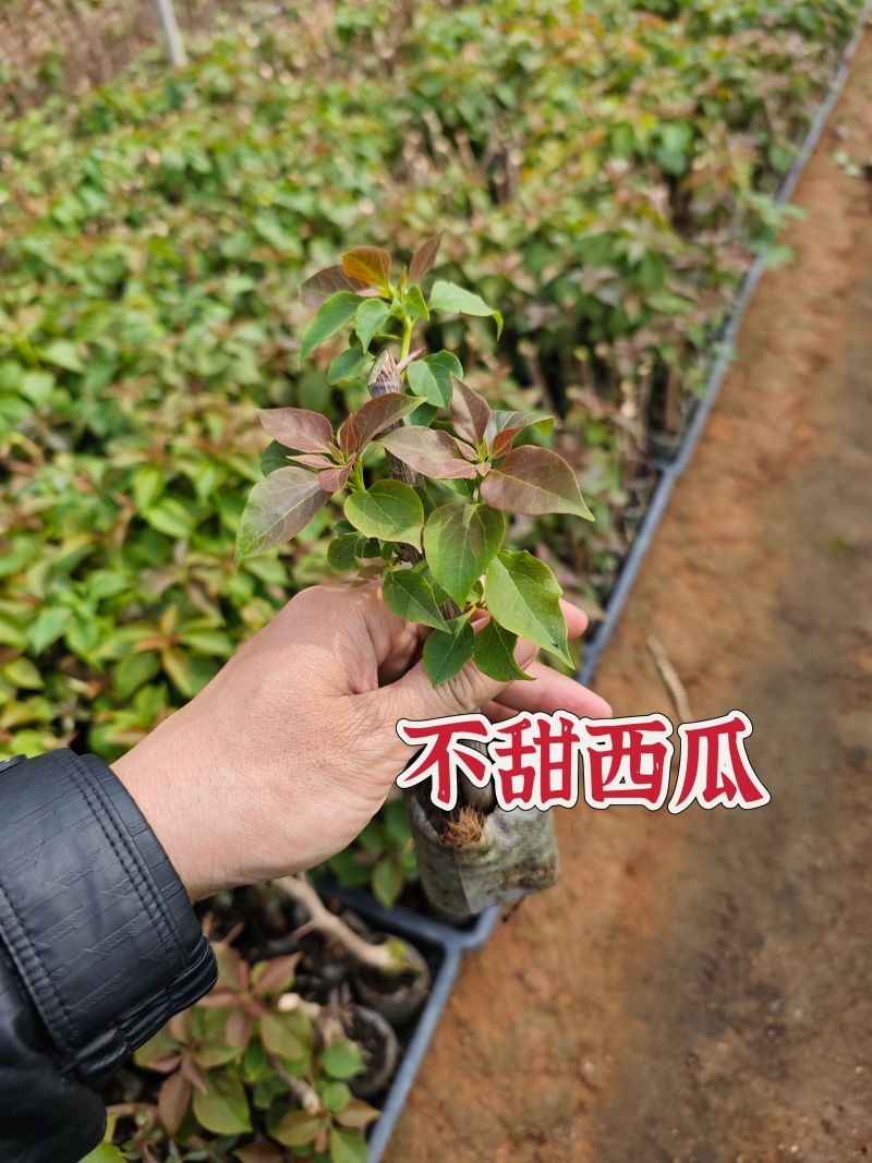 塔紫红樱绿樱三角梅小苗品种齐全福建基地批发